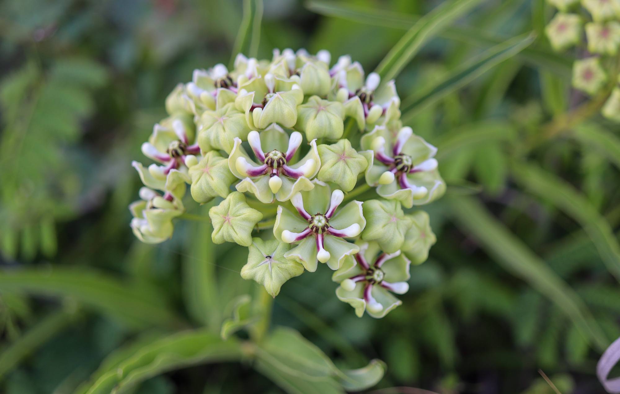 green milkweed in the garden